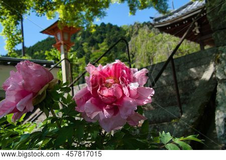 The Red Peonies Blooming In The Precincts Of Yoshimine-dera Temple.  Kyoto Japan
