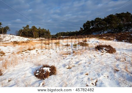 Divoký Zimní krajina v oblasti Veluwe