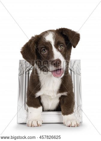 Cute Brown With White Welsh Corgi Cardigan Dog Pup, Standing Through White Photo Frame. Looking Stra