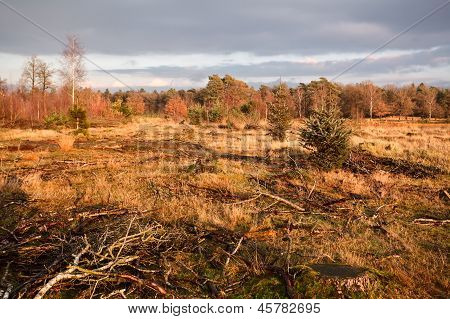 Bažiny před západem slunce v Dwingelderveld
