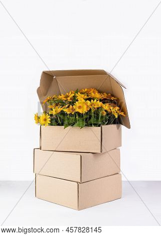 Bouquet Of Silphium Flowers In A Cardboard Box. Silphie Plant Fibers Use For Made Eco-friendly Packa