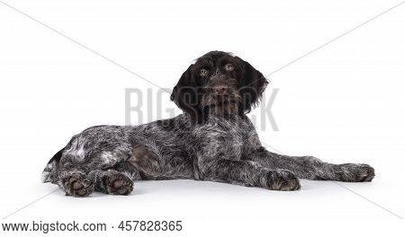 Young Brown And White German Wirehaired Pointer Dog Pup, Laying Down Side Ways. Looking Straight To 