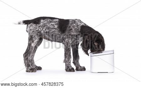 Young Brown And White German Wirehaired Pointer Dog Pup, Standing Side Ways Drinking Water. Isolated