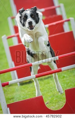 Agility Dog
