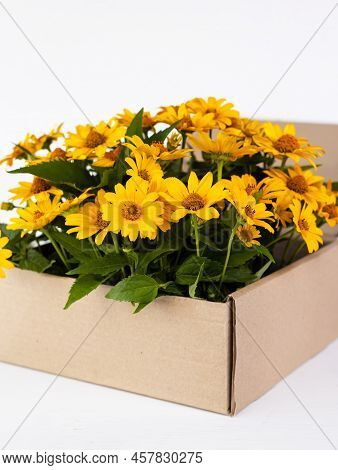 Bouquet Of Silphium Flowers In A Cardboard Box. Silphie Plant Fibers Use For Made Eco-friendly Packa