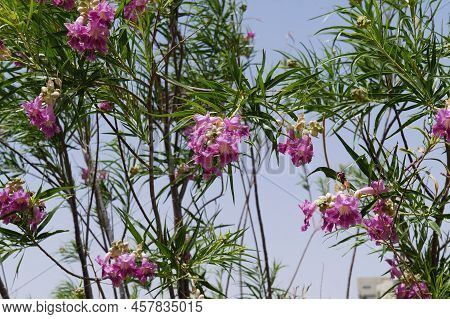 Desert Willow (chilopsis Linearis) Blossom, Purposely Blurred, Selective Focus On The Flower