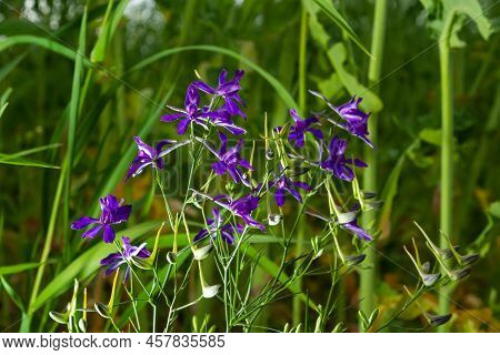 Wild Delphinium Or Consolida Regalis, Known As Forking Or Rocket Larkspur. Field Larkspur Is Herbace