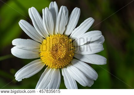 Blooming Chamomile. Oxeye Daisy, Leucanthemum Vulgare, Common, Dog Or Moon Daisy. Gardening Concept