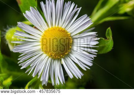 Philadelphia Fleabane, Erigeron Philadelphicus Of The Family Asteraceae