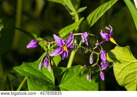 Purple And Yellow Flower Of Devil's Grapes, Solanum Dulcamara