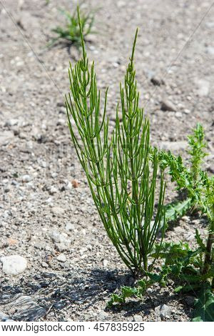 Equisetum Arvense, The Field Horsetail Or Common Horsetail, Is An Herbaceous Perennial Plant Of The