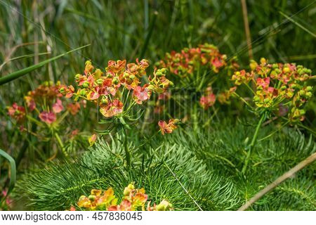 Cypress Spurge Euphorbia Cyparissias - Green Natural Herbal Grass, Plant In Blossom