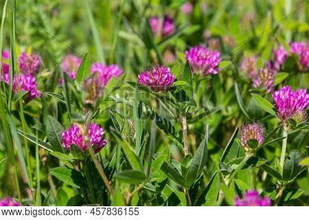 Trifolium Pratense. Thickets Of A Blossoming Clover. Red Clover Plants In Sunshine. Honey Bee At Red