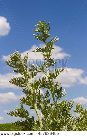 Wormwood, Artemisia Absinthium, Perennial Herb Of Silvery Color, With A Strong Aromatic Odor And Bit