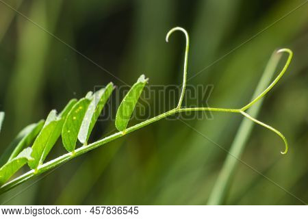 Vicia Barbazitae Vicia Laeta, Fabaceae. Wild Plant Shot In Spring.