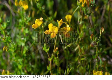 Close-up Of Field Bright Yellow Wild Honey Flower Lotus Corniculatus On Natural Blurry Background