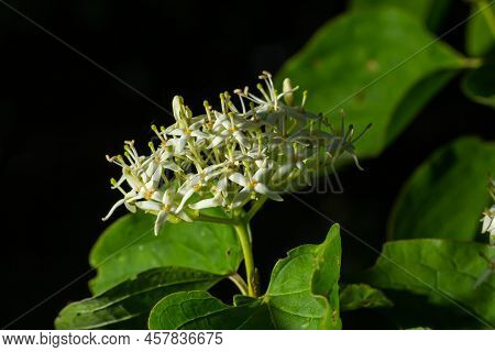 Cornus Sanguinea, The Common Dogwood White Blossoms With Green Leaves Around . Spring Flower Viburnu