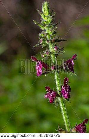 Blooming Wild Flower Called Hedge Woundwort, Whitespot Stachys Sylvatica