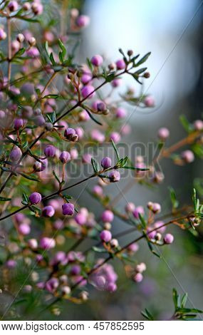 Pink Flower Buds Of The Australian Native Boronia Ledifolia, Family Rutaceae In Sydney Woodland, Nsw
