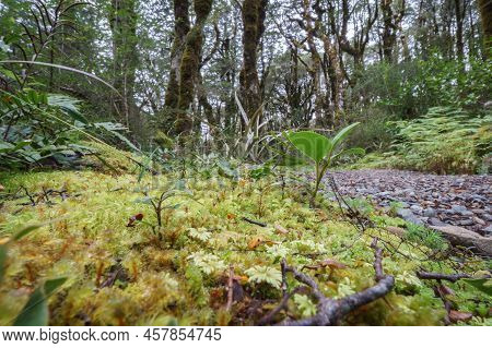 Amazing Selection Small Plants And Mosses In Micro-landscape On Southern Alps Rainforest Floor, Beal