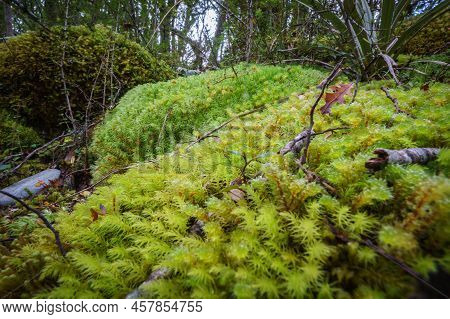 Amazing Selection Small Plants And Mosses In Micro-landscape On Southern Alps Rainforest Floor, Beal