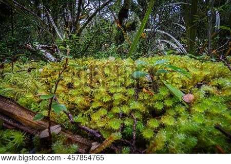 Amazing Selection Small Plants And Mosses In Micro-landscape On Southern Alps Rainforest Floor, Beal