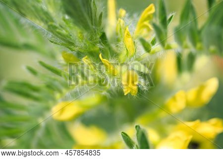 Astragalus Close-up. Also Called Milk Vetch, Goat's-thorn Or Vine-like. Spring Green Background. Wil