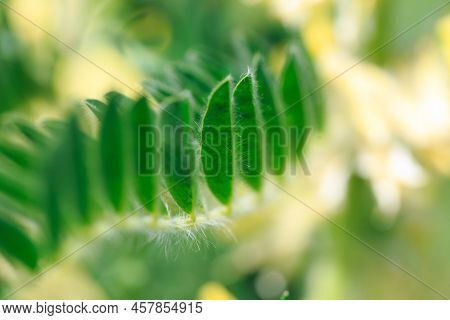 Astragalus Close-up. Also Called Milk Vetch, Goat's-thorn Or Vine-like. Spring Green Background. Wil