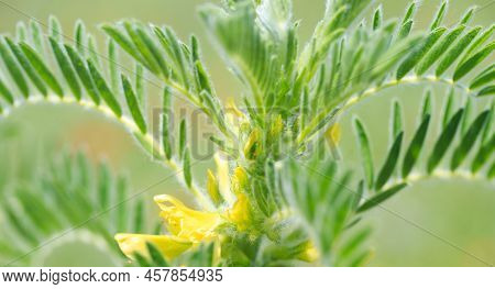 Astragalus Close-up. Also Called Milk Vetch, Goat's-thorn Or Vine-like. Spring Green Background. Wil