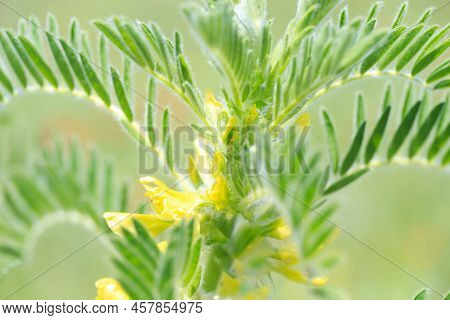 Astragalus Close-up. Also Called Milk Vetch, Goat's-thorn Or Vine-like. Spring Green Background. Wil