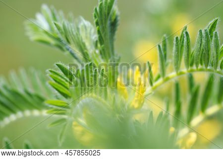 Astragalus Close-up. Also Called Milk Vetch, Goat's-thorn Or Vine-like. Spring Green Background. Wil