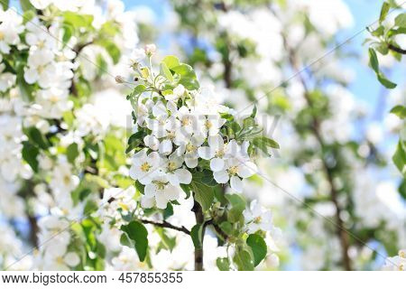 Flowering Of The Apple Tree. Spring Background Of Blooming Flowers. Beautiful Nature Scene With A Fl