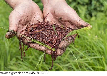 Breeding Red Worms Dendrobena. Fertile Soil. Natural Soil Improvement. Fishing Worms. Worms In The H