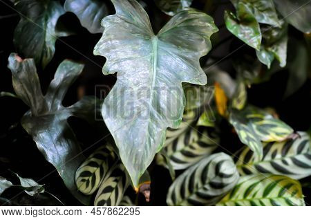 Philodendron Minarum Or Philodendron Violin Or Giant Philodendron, Philodendron Giganteum Schott Or 