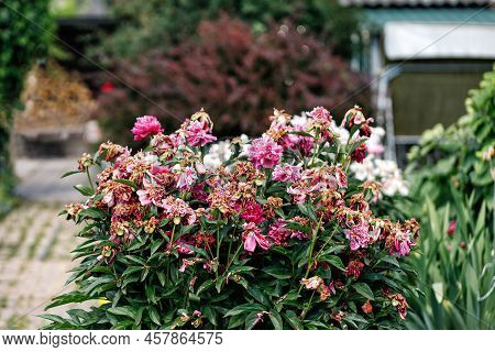 Natural Garden Plants Peonies Have Faded, Fading Pink Peony In Garden. Completion Of Flowering. Agin