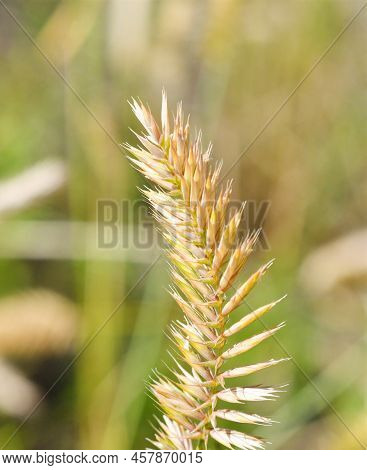 Herbaceous Plant Comb-shaped Granary Or Combed Granary (latin. Agropyron Cristatum)