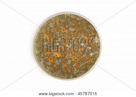 Penicillum Fungi On Agar Plate Over White