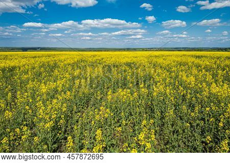 Blooming Yellow Rapseed Canola Field And Blu Sky With White Clouds