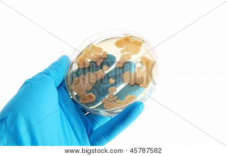 Penicillum Fungi On Agar Plate