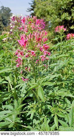 Beautiful Flowers Of Cleome Spinosa Also Known As Spider Flower, Spiny Spiderflower, Tarenaya Hassle