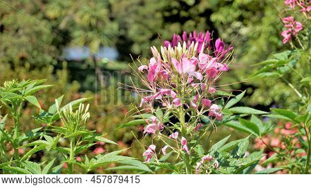 Beautiful Flowers Of Cleome Spinosa Also Known As Spider Flower, Spiny Spiderflower, Tarenaya Hassle