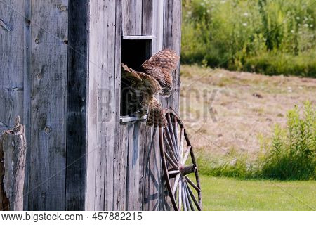 A Coastal Great Horned Owl Taking Flight From Her Springtime Nest Over The Inter Coastal Waterway In