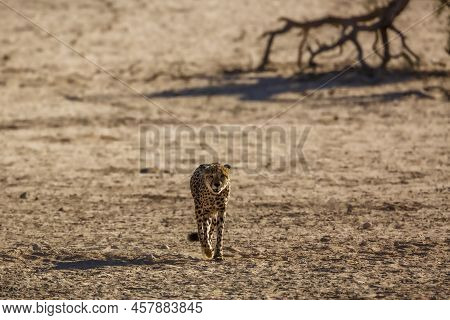 Cheetah Walking Front View In Desert Land In Kgalagadi Transfrontier Park, South Africa ; Specie Aci