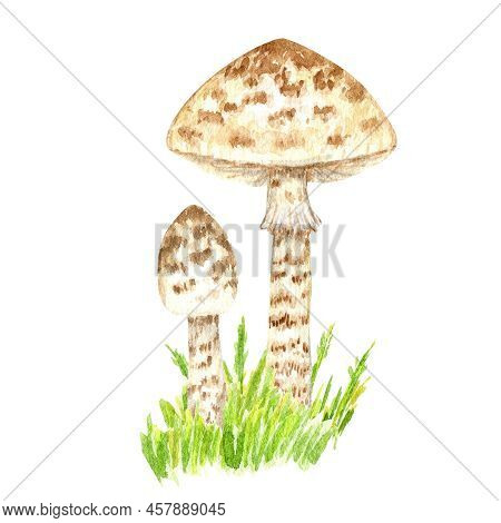 Poisonous Mushrooms Watercolor, Toadstool, Inedible Toxic Mushroom, Fly Agaric, White Toadstool. Iso