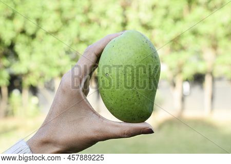 Female Holding Top View Of Green Raw Mango Fruit. Fresh Organic Indian Fruits On White Background