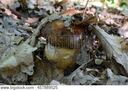 Bronze Cep Or Boletus Aereus Mushroom Hidden Under The Leaves In Lowland Oak Forest