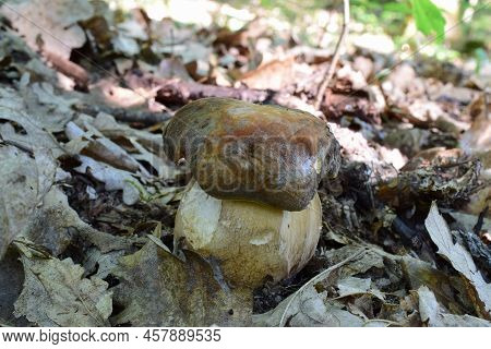 Bronze Cep Or Boletus Aereus, Nice Specimen But Bitten By Snails, Growing In Lowland Oak Forest