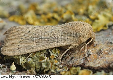 Detailed Closeup On The Brown Obscure Wainscot Moth, Leucania Obsoleta On A Piece Of Wood.