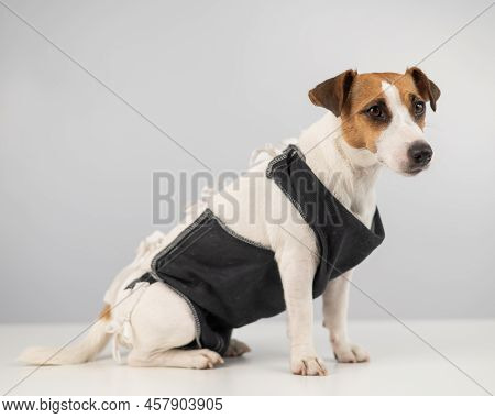 Jack Russell Terrier In Post-op Blanket After Female Sterilization. Dog Hysterectomy.