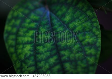 Green Tropical Leaf With Spotted Texture. Background Texture Closeup Of Green Leaf Use Space For Tex